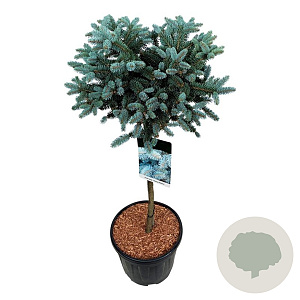 Picea pungens 'Glauca Globosa' 60 cm stam 15L
