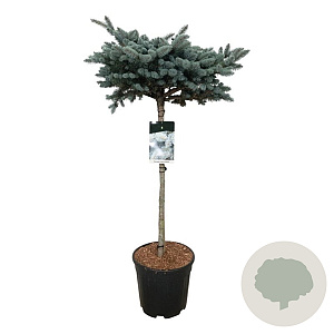 Picea pungens 'Glauca Globosa' 80 cm stam 15L