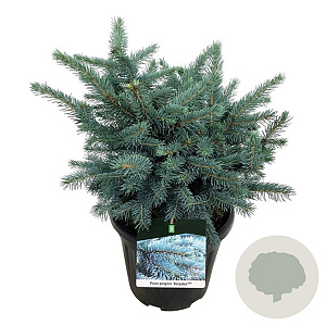 Picea pungens 'Karpaten' 40-50 cm 15L