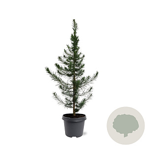 Pinus halepensis 60-80 cm 5,0L