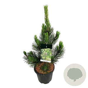 Pinus heldreichii 'Satellit' 60-80 cm 15L