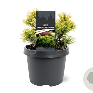 Pinus mugo 'Carsten's Wintergold' 20-25 cm 3,0L