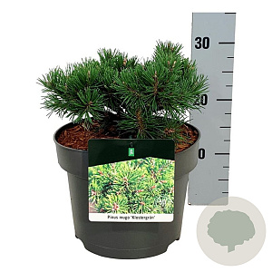 Pinus mugo 'Klosters Grun' 15-20 cm