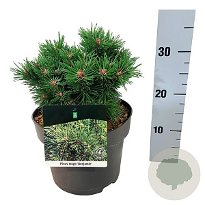 Pinus mugo 'Benjamin' 20-25 cm