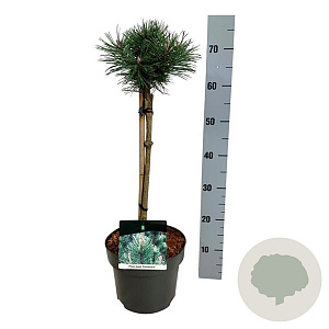 Pinus mugo 'Green Column' 40 cm stam 5,0L