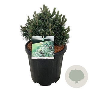 Pinus mugo 'Green Pearl' 30-40 cm 15L