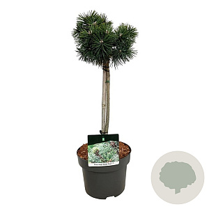 Pinus mugo 'Green Pearl' 40 cm stam 5,0L
