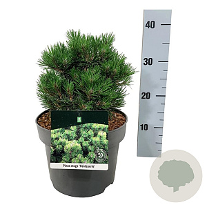 Pinus mugo 'Heideperle' 15-20 cm