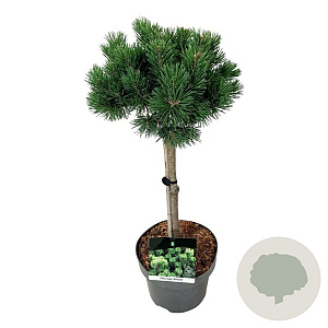 Pinus mugo 'Mumpitz' 40 cm stam 5,0L
