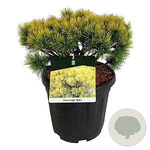 Pinus mugo 'Ophir' 30-40 cm 15L