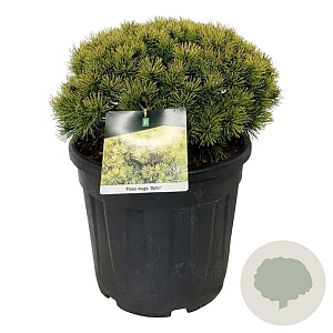 Pinus mugo 'Ophir' 40-50 cm 30L extra