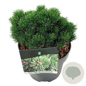 Pinus mugo 'Sherwood Compact' 15-20 cm