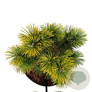 Pinus mugo 'Winter Gold' 15-20 cm