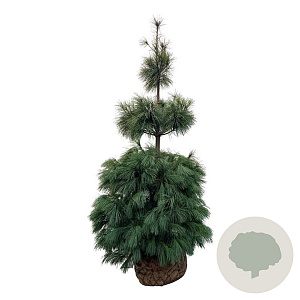 Pinus strobus 175-200 cm draadkluit extra