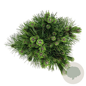 Pinus thunbergii 'Sayonara' 30-40 cm 4,5L