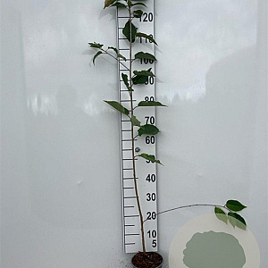 Prunus avium 125-150 cm 2,0L