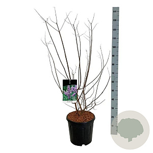 Vitex agnus-castus 80-100 cm 15L