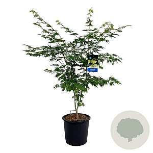 Acer Arctic Jade 125-150 cm 30L extra