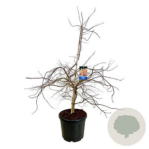 Acer Ice Dragon 125-150 cm cont. 55L extra