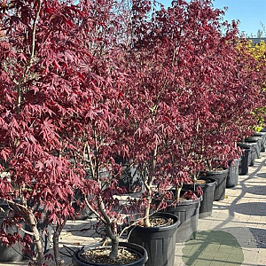 Acer pal. 'Bloodgood' 125-150 cm 45L meerstammig