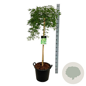 Acer pal. 'Dissectum' 100 cm stam 30L
