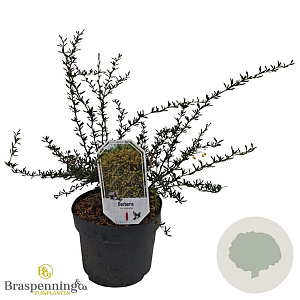 Berberis stenophylla 25-30 cm 3,5L
