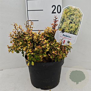 Berberis thunb. Golden Nugget 25-30 cm 3,5L