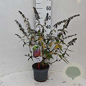Buddleja dav. 'Flower Power' 30-40 cm 3,0L