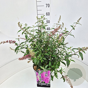 Buddleja d. 'Pink Delight' 60-80 cm 10L