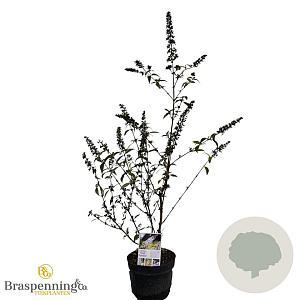 Buddleja d. Pink Panther 30-40 cm 3,0L