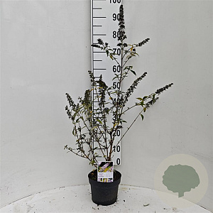 Buddleja d. Pink Panther 30-40 cm 3,0L