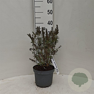 Buddleja d. 'Summer Bird White' 30-40 cm 3,0L