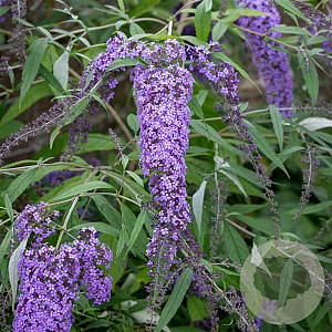 Buddleja d. 'Wisteria Lane' 30-40 cm 3,0L