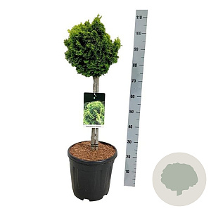 Chamaecyparis o. 'Nana Aurea' 50 cm stam 15L