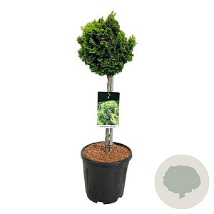 Chamaecyparis o. 'Nana Aurea' 50 cm stam 15L