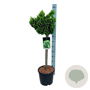 Chamaecyparis o. 'Nana Aurea' 60 cm stam 15L