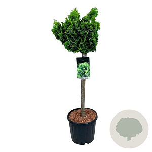 Chamaecyparis o. 'Nana Aurea' 60 cm stam 15L