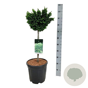 Chamaecyparis o. 'Nana Gracilis' 50 cm stam 15L