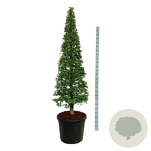 Carpinus betulus 175-200 cm cont. 90L