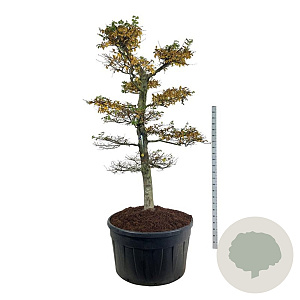 Carpinus betulus 225-250 cm cont. 500L bonsai