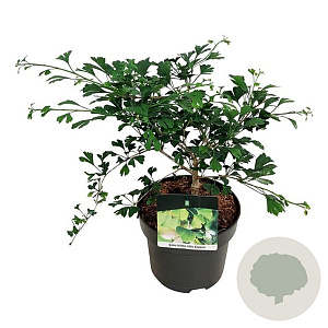 Ginkgo bil. Little Emperor 30-40 cm 5,0L
