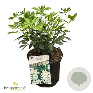 Choisya ternata 30-40 cm 5,0L struik