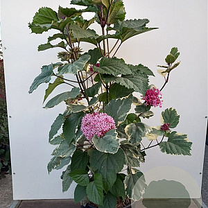 Clerodendrum bungei 'Pink Diamond' 50-60 cm 10L