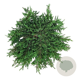 Juniperus comm. 'Greenmantle' 50-60 cm 7,5L