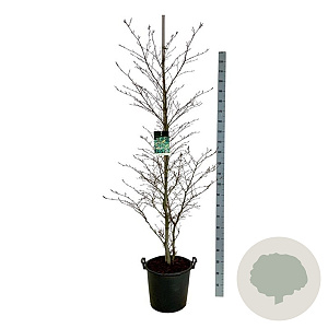 Fagus syl. 'Aspleniifolia' 175-200 cm 30L extra