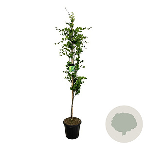 Fagus syl. 'Dawyck Gold' 175-200 cm 30L extra