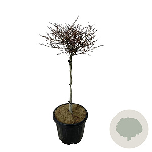 Fagus syl. 'Mercedes' 60 cm stam 15L
