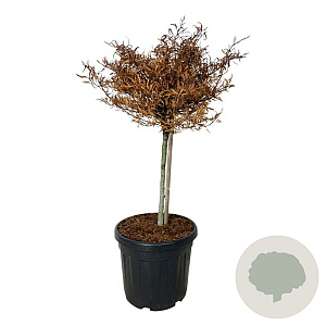 Fagus syl. 'Mercedes' 60 cm stam 30L