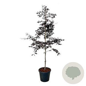 Fagus syl. Midnight Feather 175-200 cm 30L extra
