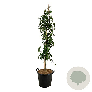 Fagus syl. 'Pendula' 170-200 cm cont. 55L extra
